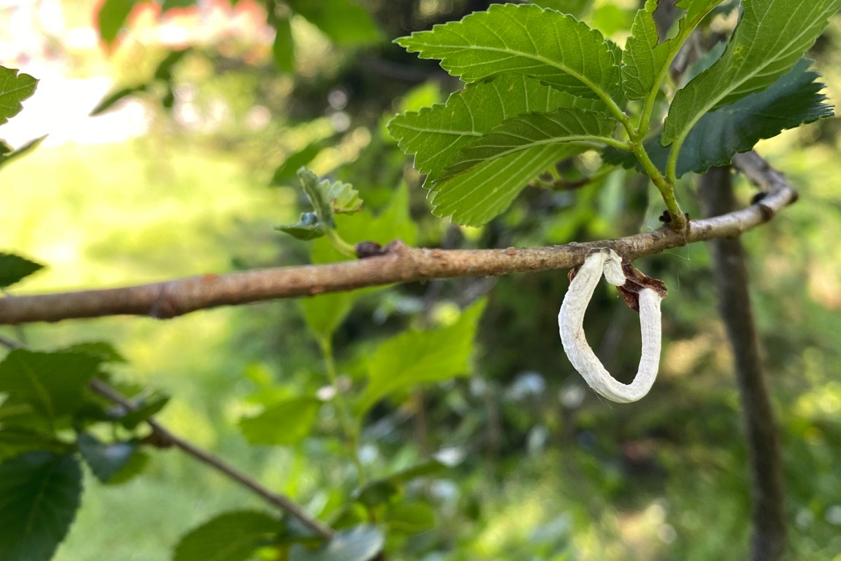 L'adulto di T. japonica con il suo ovisacco di colore bianco contenente migliaia di uova